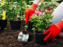 Gardening tips for beginners